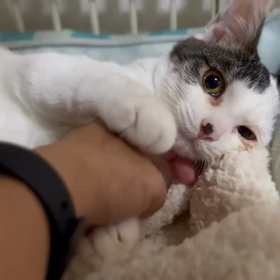 子猫の「蓮」の主張のサムネイル画像