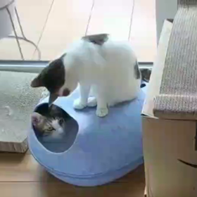 どうなってんの？？これ？？？のサムネイル画像