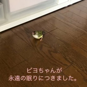 ピヨちゃんが永遠の眠りにつきましたの画像