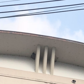 コシアカツバメやゴイサギ…夕暮れ時のご近所にての画像
