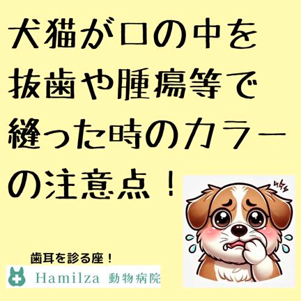 犬猫の口の中を抜歯等で縫った後の動画の記事動画
