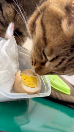 我が家の猫のアンちゃんが命を閉じましたの記事動画
