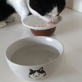 シニア猫。18歳！(=^・^=)の画像