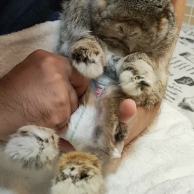 うさケアハウスなぴちゃん家　まるこ君お泊り♬の画像