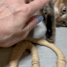新入り愛猫むむパート2の画像