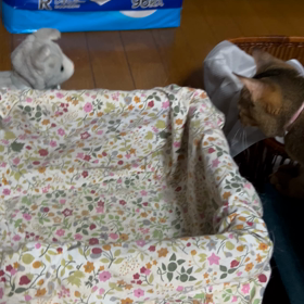 愛猫むむはじめての動くぬいぐるみの画像