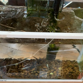 薄氷の画像