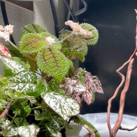 花咲く水槽の画像