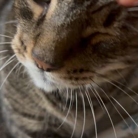 猫さまの画像