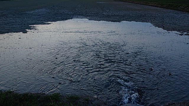 田植え後のお仕事の記事動画