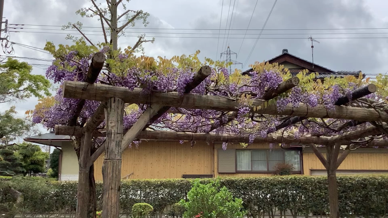 紫式部公園の藤の花の記事動画