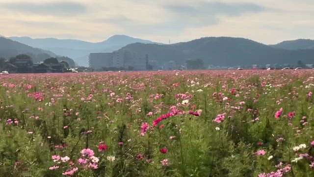 福井市　宮ノ下コスモス公苑の記事動画