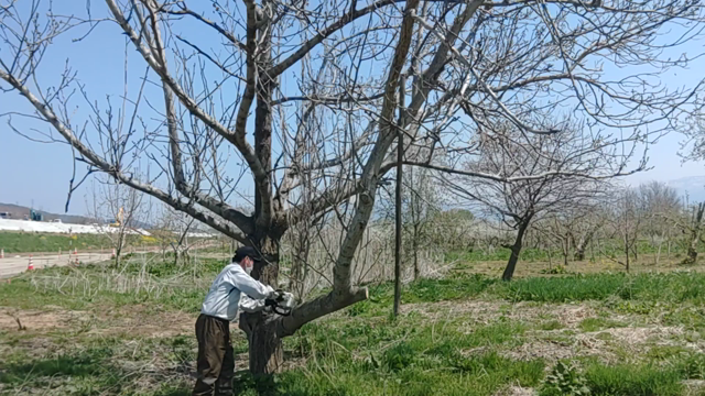 開花の記事動画