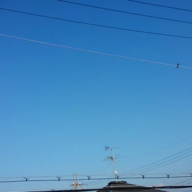 つばめの画像