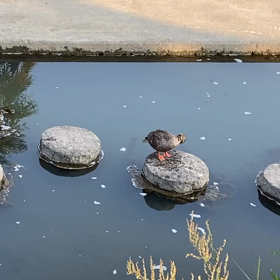 たんぽぽの近くの川に…の画像