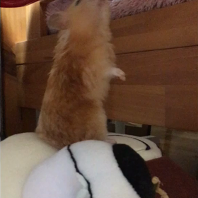 祝！もっちゃん2歳♪の画像
