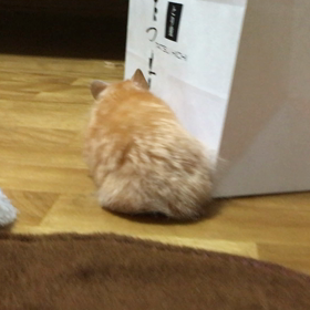 7月5日　虹の橋わたるのサムネイル画像