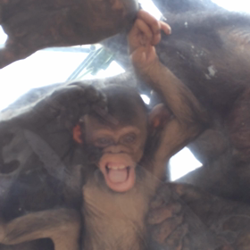 旭山動物園 子猿の動画の画像