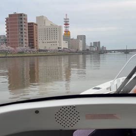桜満開の画像