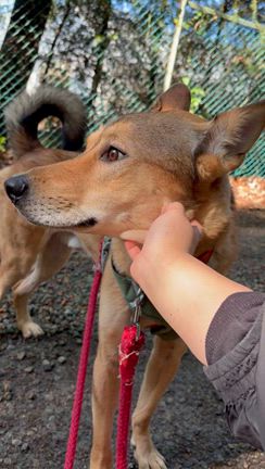 お散歩の様子の記事動画