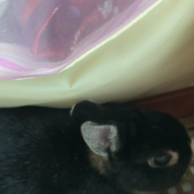 うさぎの病気の画像