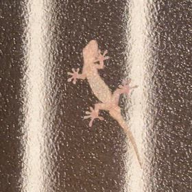 窓辺の小さなお隣さん：ヤモリが教えてくれる大切なことの画像