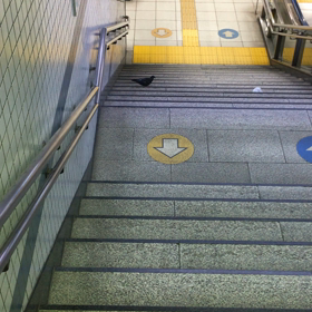 鳩律儀に階段降りるの画像