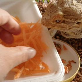 2026.03.02⋮はっぴーちゃんの食事の画像