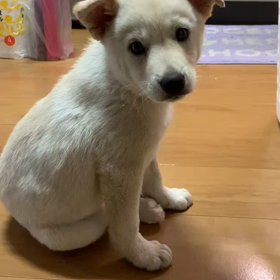 いよいよ明日の画像