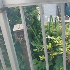 餌台に子猫がっの画像