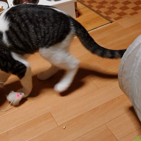 子猫ぱわーの画像