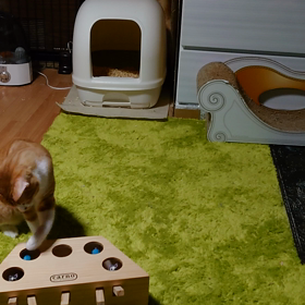 ダイちゃんともぐらたたきの画像