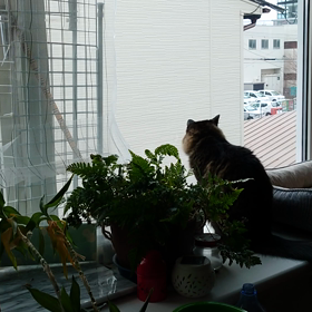 2階の窓の画像