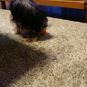初めての動画の画像
