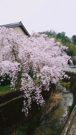 枝垂れ桜が満開❤と、むね肉使用でほんのりヘルシー!?鶏むね甘辛スティック唐揚げ❤の記事動画