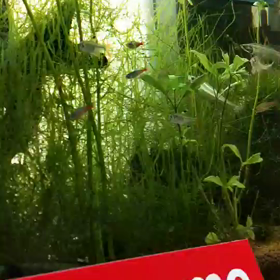 1月30日三浦家水族館の画像