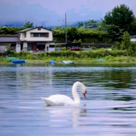 河口湖で白鳥見れますよ！の画像