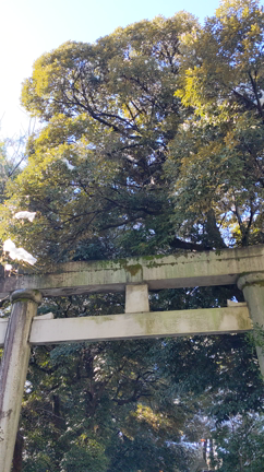 今年初めの神社リトリートセッションはの記事動画