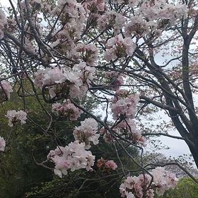 八重桜と鳥のさえずりの画像