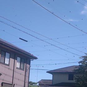 秋の様です。異常なトンボの画像