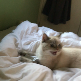 ハァハァ猫　　女主人編の画像