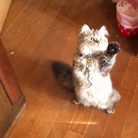 ミーアキャット？（笑）の画像