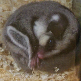 あぐーちゃん、お目覚めの画像