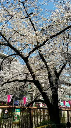 桜の記事動画