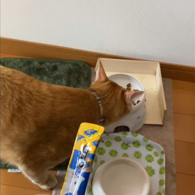 最近のお楽しみはの画像