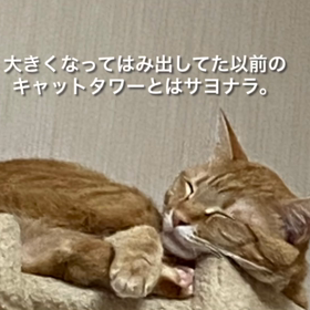 キャットタワー新調しましたの画像