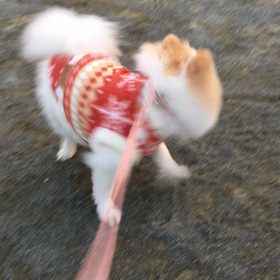 休日の公園はファミリー族増加の画像