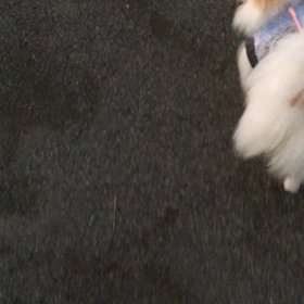 やっとお散歩だよ〜！の画像