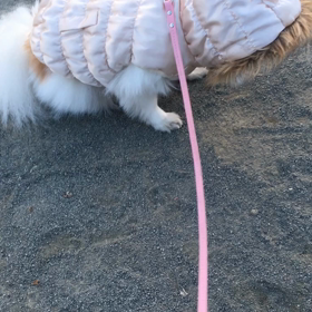 固まるポメ子の画像