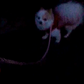 台風でもブレないお散歩リクエストの画像